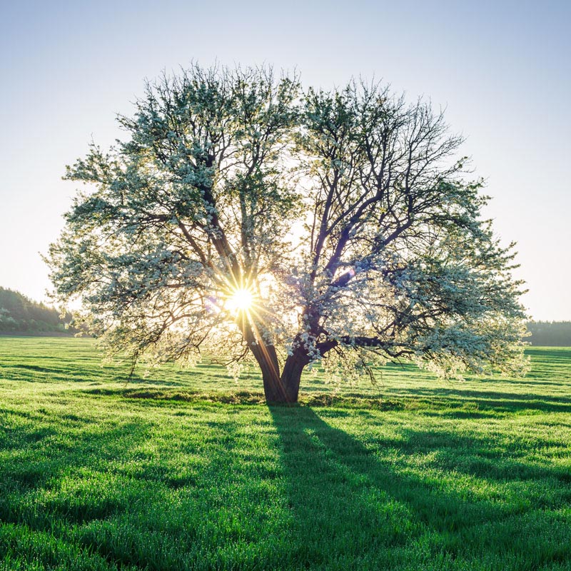 PayForPage A pay for page stl